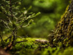 Nahaufnahme von Moos und Bäumchen